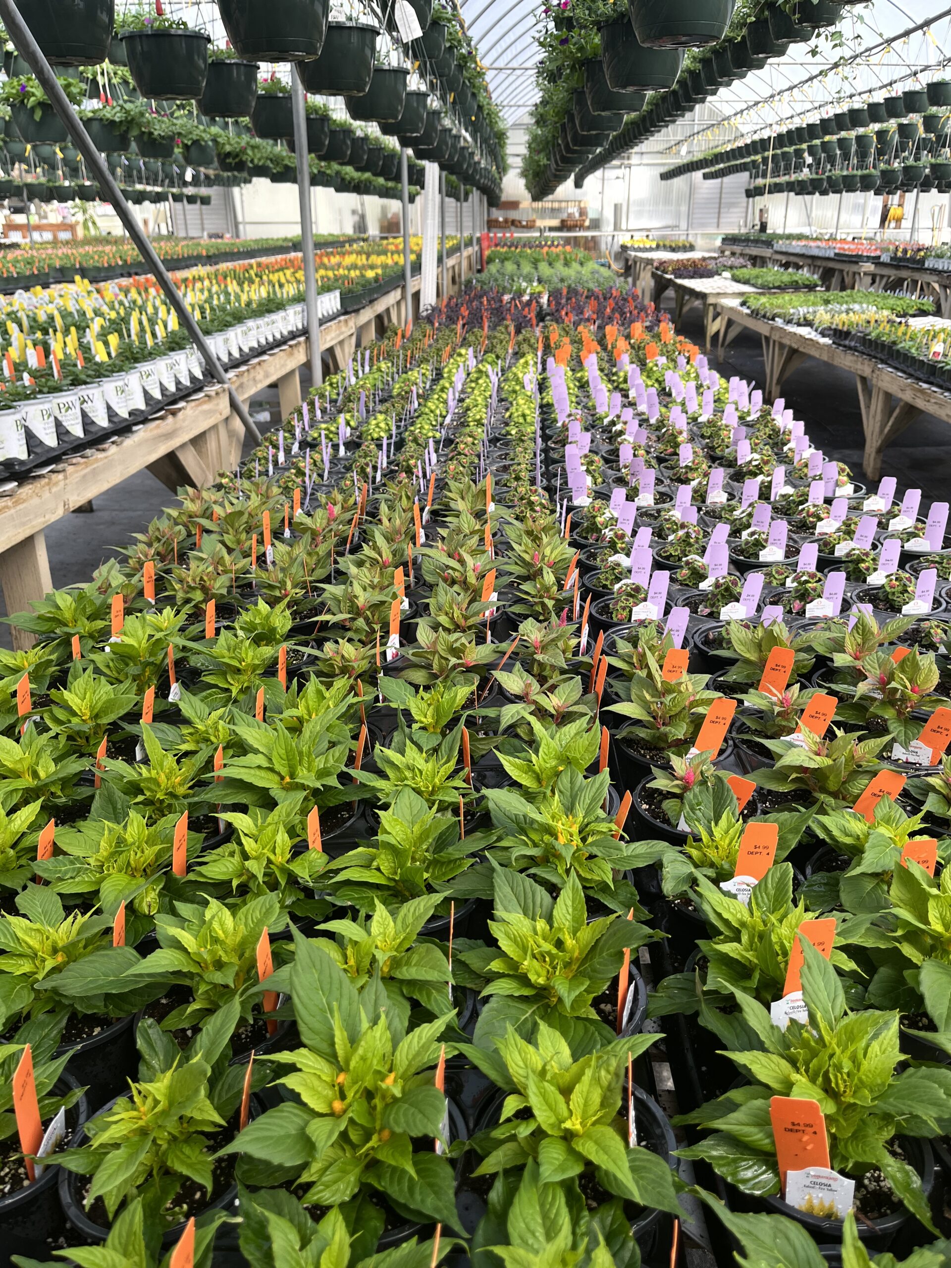 Whitaker Farms Nursery Annuals Perennials Trees Shrubs