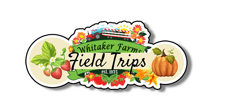 Field Trips, Strawberry picking, Farm field trip, working farm, fun things for kids to do, field trips asheboro, field trips triad nc, activities, events