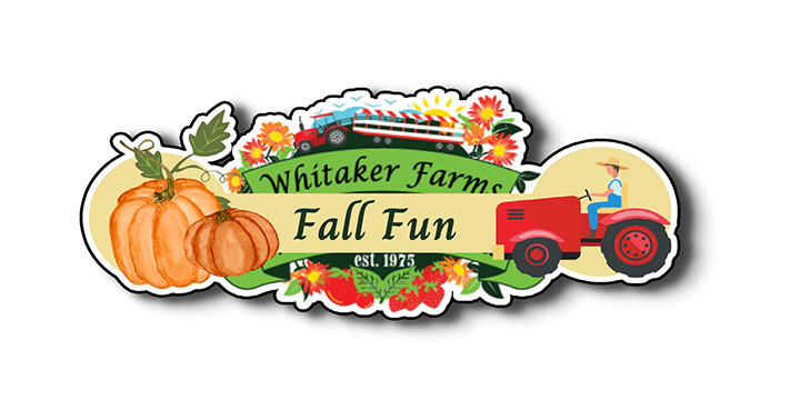 Fall fun, pumpkins, pumpkin carving, pumpkins asheboro, pumpkins triad nc, local pumpkin farm, farm fresh, activities, events