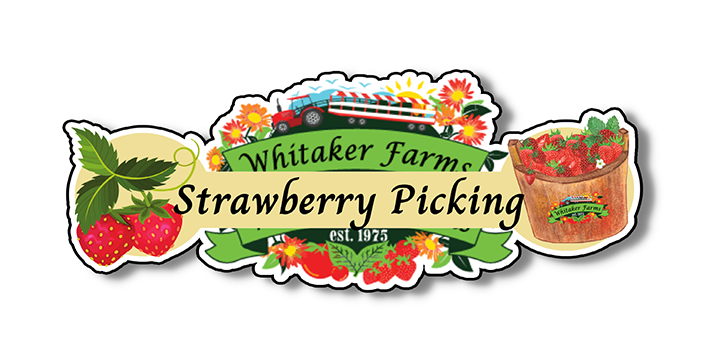 Strawberry picking, fresh strawberries, local strawberries, working farm, farm fresh, berry picking, activities, events