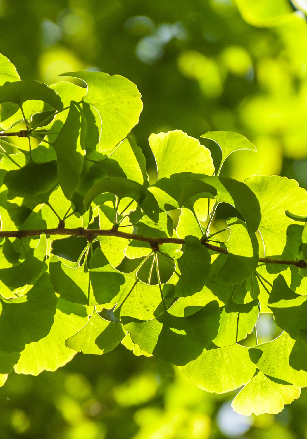 Trees, Trees and Shrubs, Bushes, Shrubs, Nursey, Greenhouse