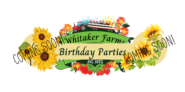 Fall festival, Pumpkins, Local pumpkins, farm festival, farm market, hayrides, activities, events, fall events, fall activities