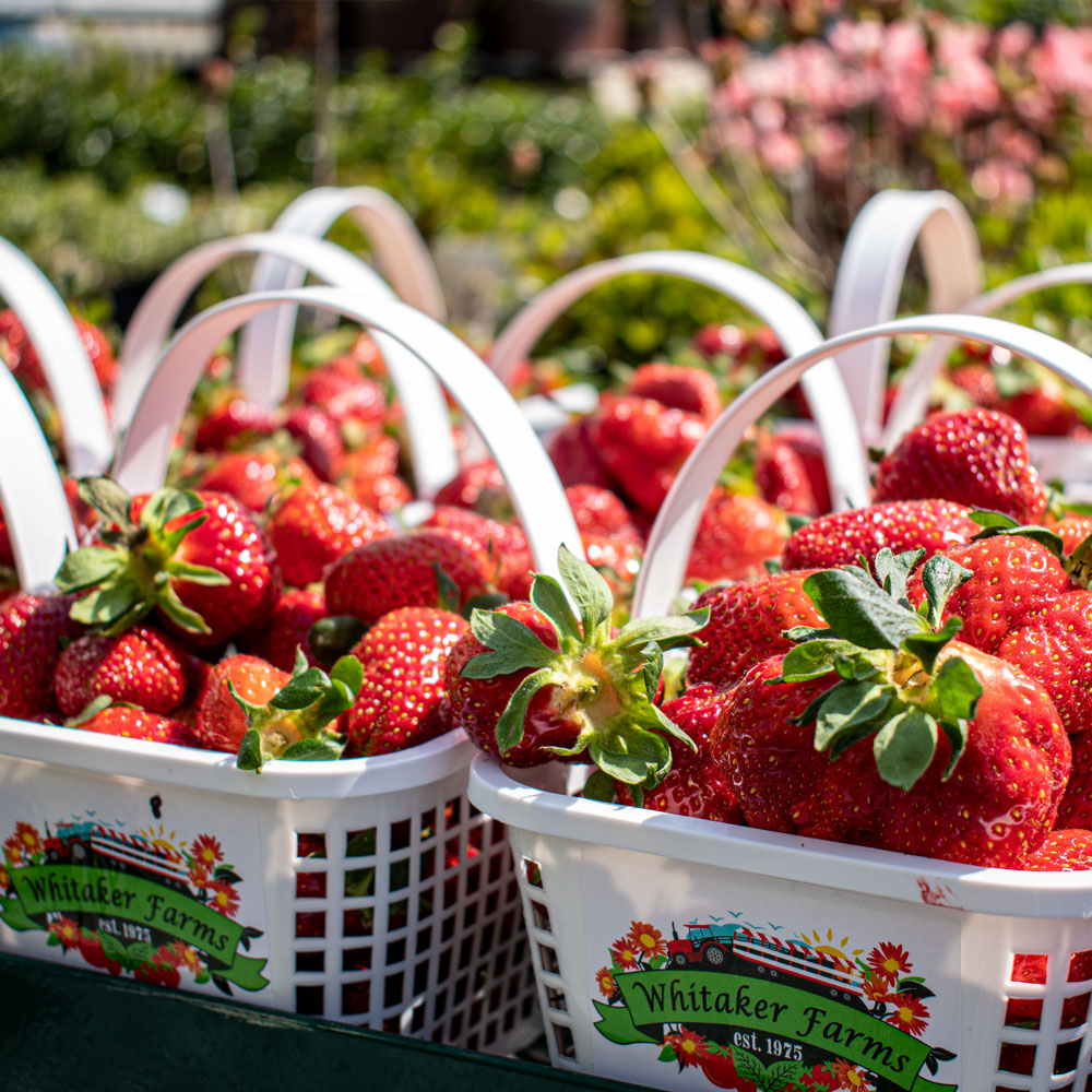 Whitaker farm, whitaker farms, strawberries, strawberry picking, you pick strawberries, u-pick strawberries, fresh strawberries, nursery, farm and nursery, local nursery, local farm, working farm, local plants, buy flowers locally, local flowers, flowers for sale, Bakery, online bakery, bakery order online, local bakery, fresh baked, homemade, cookies, cakes, pies, scones, muffins, treats, sweets, local bake shop, bake shop, café, local café, Asheboro, Greensboro, triad, bakery pretzels, warm pretzels, hot pretzels, pretzels with mustard, pretzels with marinara, pretzels with beer cheese, Produce, farm fresh, farm produce, farmers market, farm market, fresh vegetables, fresh fruits, recipes, seasonal recipes, summer recipes, winter recipes, fall recipes, farm recipes, healthy recipes