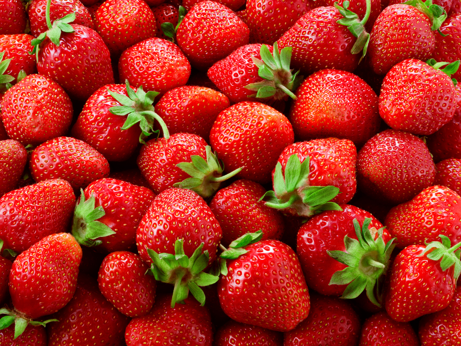 Whitaker farm, whitaker farms, strawberries, strawberry picking, you pick strawberries, u-pick strawberries, fresh strawberries, nursery, farm and nursery, local nursery, local farm, working farm, local plants, buy flowers locally, local flowers, flowers for sale, Bakery, online bakery, bakery order online, local bakery, fresh baked, homemade, cookies, cakes, pies, scones, muffins, treats, sweets, local bake shop, bake shop, café, local café, Asheboro, Greensboro, triad, bakery pretzels, warm pretzels, hot pretzels, pretzels with mustard, pretzels with marinara, pretzels with beer cheese, Produce, farm fresh, farm produce, farmers market, farm market, fresh vegetables, fresh fruits, recipes, seasonal recipes, summer recipes, winter recipes, fall recipes, farm recipes, healthy recipes